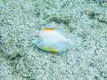 Yellow Tang with loss of pigmentation 