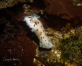 Leopard Droid Nudibranch 