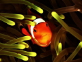 Anemone fish. 