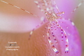 "Pretty In Pink" - Spotted cleaner shrimp portrait as it peers out from the tip of an anemone.  When I found this anenome, I thought the pink shrimp on the pink anenome would make for nice complimentary colors. 