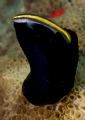 Neon Goby.
At Ilha Grande, South Brazil, the neon gobies, wich is a active cleaner species, usually wait is client fishes over black ascidians.
 