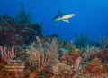 "On Patrol" - A Caribbean reef shark sweeps in for a closer view as it patrols a coral reef on the East End of the island. 