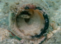 small octopus hiding in the neck of a beer bottle at Blue Heron Bridge near the East span. 