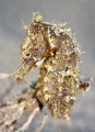 Seahorse at our housereef at Alam Batu. 