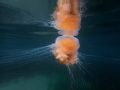 A Lions mane jelly over the eelgrass grounds at Kosterhavet marine reserve. Tje area make an important nusery for the fish in the Skagerak area. 