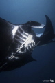 It's a good season for Manta here... 