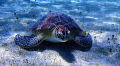“Hey Dude”. This was the first Sea Turtle I ever encountered! It was taken at Turtle Bay in St. Thomas 
