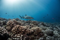 The reef and the Shark
The healthy reef of Moorea and its famous resident, the lemon shark. 