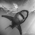 I was fortunate enough to capture this lovely great white shark as she was gliding by basking in the sunbeams... 