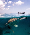 Snorkeling with a beautiful sea turtle during my surface interval. 
