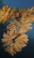 Pipefish in tunicates on a rope 