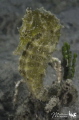 A nice sea horse find very close to de beach in Nouméa 