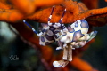 Harlequin shrimp Location: Bali - Tulamben
Camera: Nikon D5300
Housing: Nimar
Lens: Nikon 105mm Macro f2.8 VR
Strobe: 2 x INON Z240
Settings: 1/125sec, F13, ISO100 
