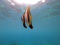 Batfish seen at Barrier Beach, Espiritu Santo, Vanuatu. Taken with a GoPro hero 6 