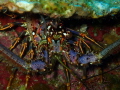 A reef lobster portrait in the waters of the Roatan Marine Park. 