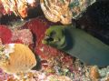 A Moray posing in front of some red coral. Ambergris Caye, Belize. Canon SD550. 