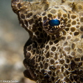 Batfish taken at Blue Heron Bridge 