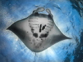 Manta Rays are by far my favourite animal, so this was a very special and personal moment with this beauty <3 