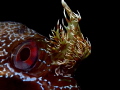 Parablennius gattorugine
The eye & branched head tentacles 