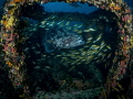 My place ... !

Malabar Grouper - Epinephelus malabaricus

Sail Rock, Thailand 