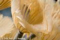 Full-frame macro of a feather duster. The details visible in this shot make it easy to see where the name comes from. I was very pleased with the lighting and negative-space background on this one. D100 and 105 lens. 