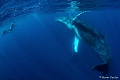 Amazing encounter with Humpback Whale in Tonga 