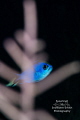 "Peek-A-Blue" - A blue chromis peers out from behind a gorgonian on a reef at night. 