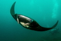 MANTA LEMBOGAN  MANTA POINT 