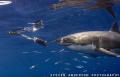 Teasing with fish is the normal practice to lure these big sharks in for a closer view or photograph at Guadalupe - Mexico 