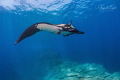 Mantaray in cabo Piers, Isla Socorro México 
