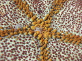 Tiny crab living living underneath a nodosus starfish. 