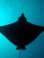 an eagle ray at Blue Corner; she showed up at the end of the dive and gave us quite a show 