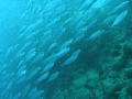 The Sardine Run on Panagsama 