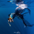 Bird 
Modele mermaid celine 