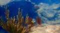 Four spot Butterfly close to shore in Bermuda. Taken with Olympus TG-4 
