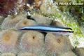 Shark nosed goby. The metallic blue of his sides would look really good on the paint job of a car. He was more than happy to pose and show it off. 