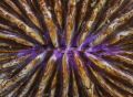 Mushroom coral mouth 