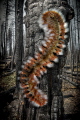 The Fireworm 