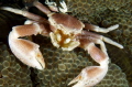 Porcelain Crab close up 