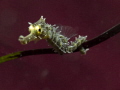 Baby seahorse 
