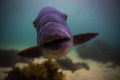 Blue Groper intent on getting it's portrait taken.
Fairy Bower, Manly - NSW Australia 