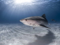 While at Tiger Beach, Bahamas, I happened to capture this lovely female tiger shark in the backdrop of a beautiful sun ball... 
