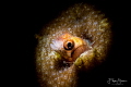 Secretary blenny(Acanthemblemaria maria), La Paz, Mexico. 