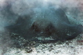my favorite image of a southern stingray i have ever captured 