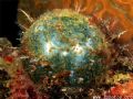 This is a Sea Pearl. It is about an inch in diameter and is one of the largest single cell organisms on the planet 