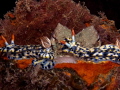 Octopus vulgaris & Hypselodoris infucata
Double trouble! Oops! I drink a lot again. 