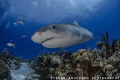 Tiger Sharks frequent the reefs off the Bahamas and stay curious to our presence.
Tiger Beach - Bahamas 