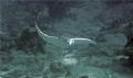 This Eagle Ray was spooked by some of our divers and made a very sharp left-handed U-turn. I shot this just as he was finishing his turn. Canon SD550. 