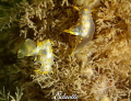 Harlekijnslak, Polycera quadrilineata 