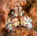 Harlequin shrimp!!! 